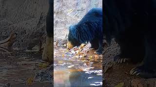 Bengal tiger vs sloth bear tiger bear leopard lion jaguar blackbear grizzy edit phonk [upl. by Alaecim290]