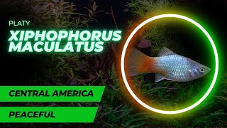 Platy Xiphophorus maculatus  Platka Colorful Gems of the Aquarium – Species Guide [upl. by Notserk]