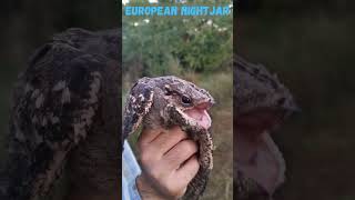 SCARY BIRD 🐦 European nightjar shorts [upl. by Adnylem]