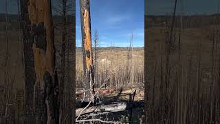 Falling some big trees on a burn in Wyoming [upl. by Stasny]