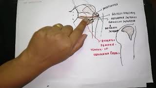 Hip jointpart 2 relations of hip joint [upl. by Minardi]