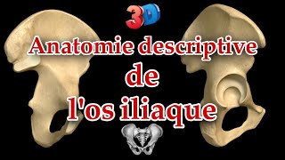 Description anatomique de los iliaque 3D  repères et insertions musculaires [upl. by Letney]