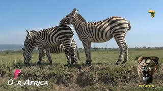 Nakuru National Park [upl. by Haskins648]