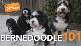 Bernedoodle Dogs 101 Is a Bernedoodle Right for You [upl. by Labanna]