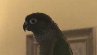 Green cheeked Conure Squawking [upl. by Targett]