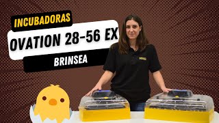 🐣 Manual incubadoras OVATION 28 y 56 EX de BRINSEA [upl. by Eimiaj]