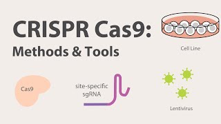 2 CRISPR Cas9  Methods and Tools [upl. by Denyse302]