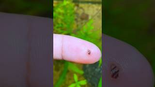 quotI Never Expected This to Happen in My Planted Tankquot shortsvideo snaillife snails assassinsnail [upl. by Diego]