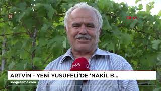 ARTVİN  Yeni Yusufeli’de ‘nakil bağlar’ ilk üzümlerini verdi hasat başladı [upl. by Yreneh]