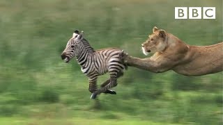 Lioness chases Zebra  Natures Great Events  BBC One [upl. by Rosel689]