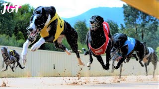 Greyhound racing  The Australian Cup [upl. by Luciana]