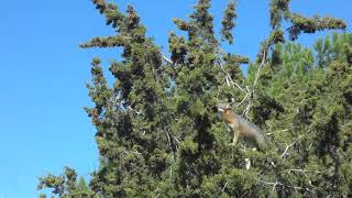 Gray Fox climbs for Juniper berries [upl. by Wollis497]