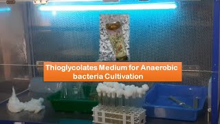 Thioglycollate Medium for Anaerobic bacteria Cultivation  Introduction Composition and Preparation [upl. by Wertheimer]