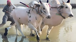 Bull Race Koliaa  1412024  کولیہ جلسہ [upl. by Ilsel554]