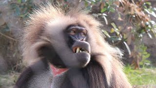 Geladas  Gelada Baboons  Diergaarde Blijdorp 2018 [upl. by Adnovad]