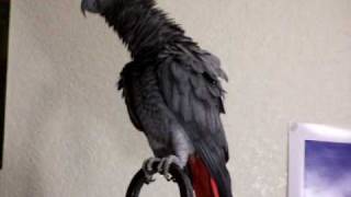 Doogie the African Greys head bobbing routine [upl. by Ayanahs]