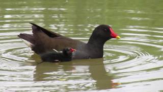 An angry moorhen protecting her chick [upl. by Reffotsirhc433]