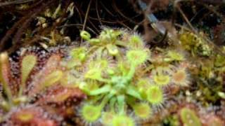 Drosera rotundifolia  Sundews Carnivorous Plants [upl. by Ledarf]