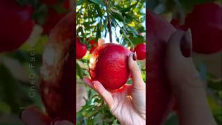 How to Grow Pomegranate Tree at Home plants shorts farming [upl. by Naimed754]