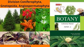 Division Coniferophyta Gnetopsida Angiospermatophyta Classification of Kingdom Plantae BS Botany [upl. by Ynnavoj]