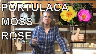 How to Grow Moss Rose From Seed  Planting Portulaca In Pots [upl. by Santana]