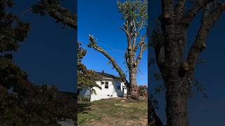 Man Saves His House from Falling Tree shortsvideo [upl. by Ahsiad924]