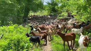 Giving the new herd of Spanish goats 🐐 a fresh chunk of serious brush They look fantastic [upl. by Nelehyram]