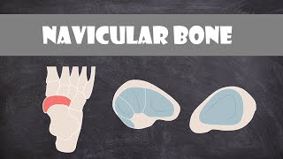 Navicular Bone  Anatomy [upl. by Walter]