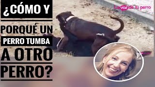 ¿Cómo un perro tumba a otro perro¿Puedes o debes hacerlo tú [upl. by Erikson795]