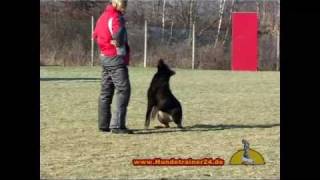 Vom Welpen bis zum Schäferhund Training beim Hundetrainer 24 [upl. by Mccreary701]