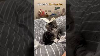 The Cats Thrilling Day [upl. by Halet]