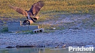 SWFL Eagles 42124 E23 Chases Starlings Carries Investigates Lumber Perches on Block amp Pipe [upl. by Hansiain]