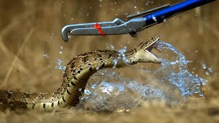 Puff Adder Attack in Slow Motion  Deadly 60 Series 3  BBC Earth [upl. by Eilyw]