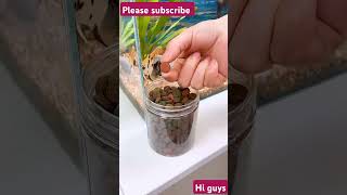 New model fish aquarium for all shorts short ashortaday fishingvideo aquarium fishing [upl. by Orling]