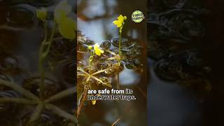 Bladderwort Natures Aquatic Predator bladderwort carnivorousplants trapmechanism [upl. by Relyt633]