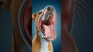 Crazy Dog Tongue Facts😱 [upl. by Gerard91]