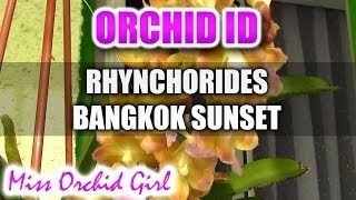 Rhynchorides Perreiraara Bangkok Sunset Orchid  Sunshine in your home [upl. by Mat33]