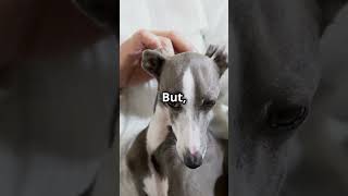 Meet the Elegant Italian Greyhound 🐕✨ italiangreyhound GracefulCompanion doglovers pets [upl. by Gorges]