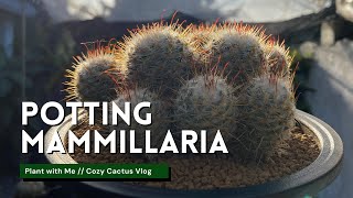 Potting these Beautiful Mammillarias  Relaxing Video 🌵 [upl. by Janene]