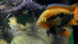 Puesta Cíclidos Arcoiris Archocentrus multispinosus  Rainbow cichlid spawn [upl. by Vashtia]