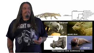 Systematic Classification of Life  ep42 Hominidae [upl. by Danica]