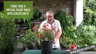 2020 JOCOPlants Virtual Plant Walk [upl. by Lanie53]