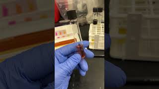 Urease test on pseudomonas science chemistry microscopic bacteria [upl. by Nauht]