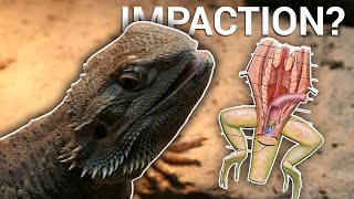 Is Sand Safe For Bearded Dragons [upl. by Marrissa]