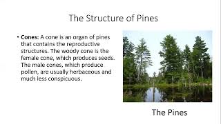 Division Coniferophyta  Features Of Conifers  Advantages amp Disadvantages Of Conifers [upl. by Nylhsoj]