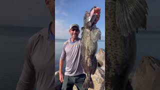 Catching Sea Dragons on Paddle Tail Jigs in Newport Oregon [upl. by Nosral]