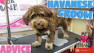 Havanese Short HairCut [upl. by Eirrahs956]