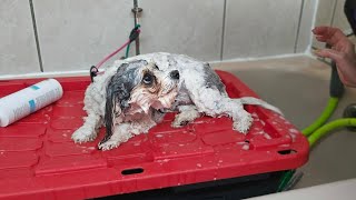 Cavachons having a spa daydog haircuts [upl. by Avis]