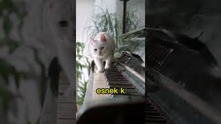 Kedilerin İnanılmaz Refleksi🐈😱shorts [upl. by Reh730]