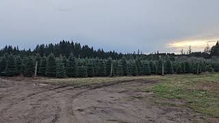 Christmas tree farm part 3 [upl. by Huoh]